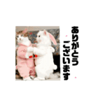 ラブリー♡キュート♡動く猫♡敬語♡挨拶（個別スタンプ：3）