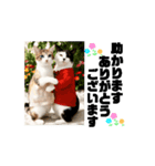 ラブリー♡キュート♡動く猫♡敬語♡挨拶（個別スタンプ：7）