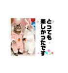 ラブリー♡キュート♡動く猫♡敬語♡挨拶（個別スタンプ：10）