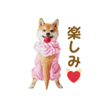 食べ物コスプレ犬！（個別スタンプ：25）