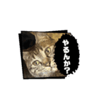 ペット大集合ver.1（個別スタンプ：2）