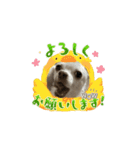 ペット大集合ver.1（個別スタンプ：4）