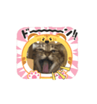 ペット大集合ver.1（個別スタンプ：5）