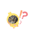 ペット大集合ver.1（個別スタンプ：7）