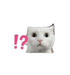 にゃんこはオッドアイ（個別スタンプ：1）