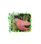 pipo pipipi（個別スタンプ：4）