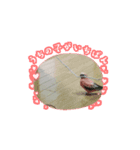 pipo pipipi（個別スタンプ：7）