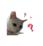 にゃんこはオッドアイ2（個別スタンプ：6）