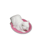 にゃんこはオッドアイ2（個別スタンプ：7）