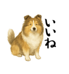 【日常】うちの犬と猫！（個別スタンプ：2）