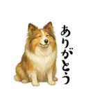 【日常】うちの犬と猫！（個別スタンプ：4）