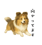 【日常】うちの犬と猫！（個別スタンプ：5）