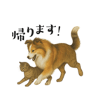 【日常】うちの犬と猫！（個別スタンプ：7）
