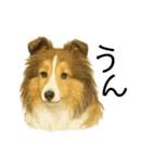【日常】うちの犬と猫！（個別スタンプ：8）