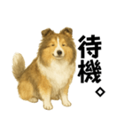 【日常】うちの犬と猫！（個別スタンプ：10）