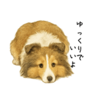 【日常】うちの犬と猫！（個別スタンプ：11）