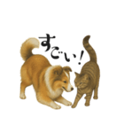 【日常】うちの犬と猫！（個別スタンプ：12）