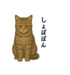 【日常】うちの犬と猫！（個別スタンプ：13）