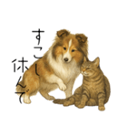 【日常】うちの犬と猫！（個別スタンプ：15）