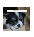 犬スタンプ,（個別スタンプ：1）