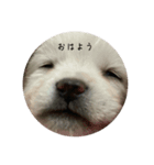 犬スタンプ,（個別スタンプ：6）
