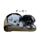 犬スタンプ,（個別スタンプ：7）