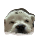 犬スタンプ,（個別スタンプ：8）