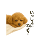 リアルなトイプードルの日常スタンプ♡（個別スタンプ：15）