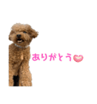 毎日使える！がーくんスタンプ（個別スタンプ：5）