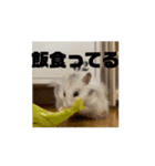 ぷぷとまろんのハムスタースタンプ！（個別スタンプ：1）