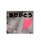 ぷぷとまろんのハムスタースタンプ！（個別スタンプ：7）