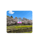 狛江の風景（桜の季節）（個別スタンプ：6）