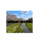 狛江の風景（桜の季節）（個別スタンプ：7）