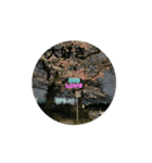 狛江の風景（桜の季節）（個別スタンプ：8）
