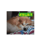 動く！蘭とレオのスタンプ（文字あり）（個別スタンプ：1）