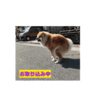 動く！蘭とレオのスタンプ（文字あり）（個別スタンプ：4）