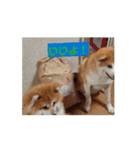 動く！蘭とレオのスタンプ（文字あり）（個別スタンプ：9）