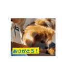 動く！蘭とレオのスタンプ（文字あり）（個別スタンプ：12）