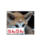 動く！蘭とレオのスタンプ（文字あり）（個別スタンプ：16）