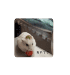 あたいのハムスターver2（個別スタンプ：1）
