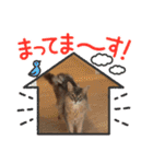 シフォンちゃん❤️（個別スタンプ：7）