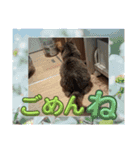 シフォンちゃん❤️（個別スタンプ：13）