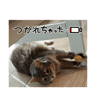 シフォンちゃん❤️（個別スタンプ：14）