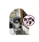 ニカですよろしくです。（個別スタンプ：2）