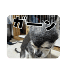 ニカですよろしくです。（個別スタンプ：3）