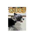ニカですよろしくです。（個別スタンプ：12）