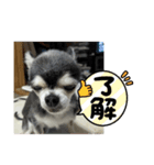 ニカですよろしくです。（個別スタンプ：15）
