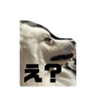 日本スピッツのジェイ（個別スタンプ：2）