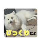 日本スピッツのジェイ（個別スタンプ：5）