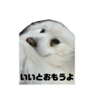 日本スピッツのジェイ（個別スタンプ：6）